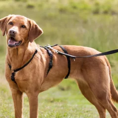   Trixie Stay Harness (szökés biztos) hám | Fekete (L-XL) - 75-100 cm