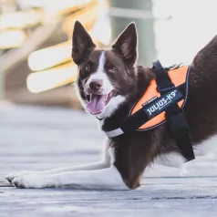   Julius-K9 | IDC Powerhám | Ergonomikus, fényvisszaverő kutyahám – fekete (M/0) 58–76 cm