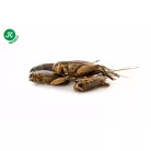 JK | Szárított tücsök(Gryllus) - 80 g.