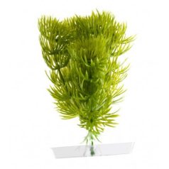 JK | Anacharis, műnövény dekorácó - 13-16 cm