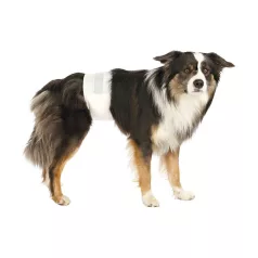  Eldobható pelenka kan kutyáknak – L–XL, 60–80 cm (12 db)