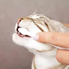 Trixie | Dental Hygiene Set - fogkefe és fogkrém szett macskák részére