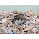 Comfy | flakes bedding - antiallergén pamut alom - rágcsálók részére -10 liter