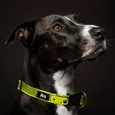   TICKLESS - JK9 nyakörv újratöthető ultrahangos kullancsriasztóval NEON