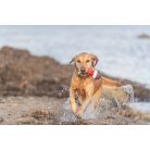 Tixie | Aqua Toy Snack buoy - játék (úsztatható) kutyák részére - 19cm