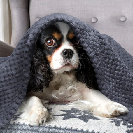 Nobleza | Jacquard flanel takaró szürke 100*80cm