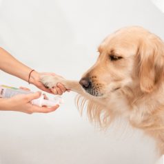   Nobleza | Mancstisztító habsampon puha kefével kutyáknak és macskáknak - 250 ml