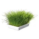 Trixie | Soft Cat Grass | BIO vitaminozott macskafű