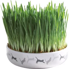   Trixie | Ceramic Bowl whit Cat Grass - macskafű kerámiatálban - ø 15×4 cm 