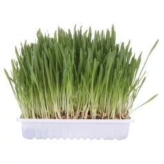 Trixie | CatGrass Box - Dobozos macskafű - 100g
