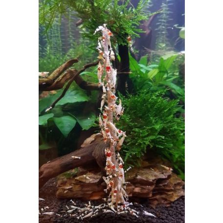 Ceramic Nature | Garnéla nyalóka alga/zöldség ízesítésű - 10 db