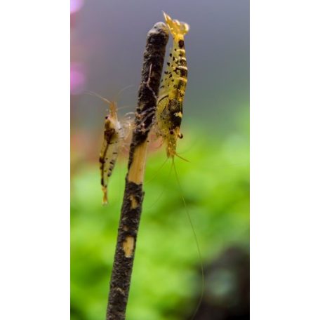 Ceramic Nature | Garnéla nyalóka, spenót ízesítésben - 10 db