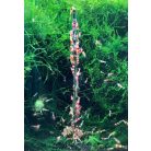 Ceramic Nature | Garnéla nyalóka, méhpollennel - 10 db