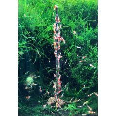 Ceramic Nature | Garnéla nyalóka, méhpollennel - 10 db