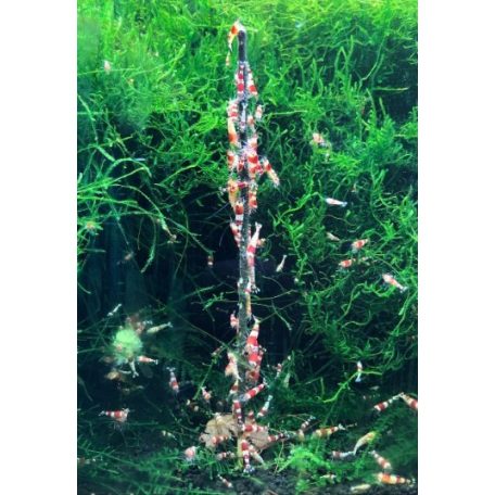 Ceramic Nature | Garnéla nyalóka Mix - 10 db