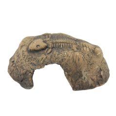 Ceramic Nature | Foszilis bújó kő , barna színű - M