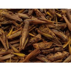   Trópus | Dried Grasshopper szárított szöcske | Kiegészítő eleség rágcsálók,madarak, sünik és hüllők részére - 40g