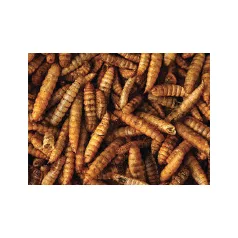   Haquoss | Black Soldier Fly Larvae | Szárított katonalégy lárva rovarevőknek - 100 ml