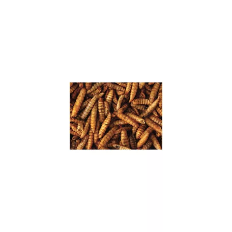 Haquoss | Black Soldier Fly Larvae | Szárított katonalégy lárva rovarevőknek - 250 ml