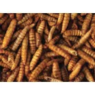 Haquoss | Black Soldier Fly Larvae | Szárított katonalégy lárva rovarevőknek - 1000 ml
