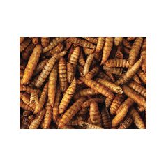   Haquoss | Black Soldier Fly Larvae | Szárított katonalégy lárva rovarevőknek - 1000 ml