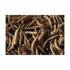 Haquoss | MEALWORMS GOURMET| Szárított lisztkukac - 250 ml