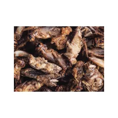   Haquoss | Crickets Gourmet | Szárított tücsök hüllők számára - 100 ml
