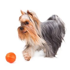   LIKER 5 Line | Játék (narancssárga) kutyák részére - 5 cm