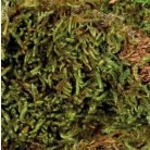 Trixie Terrarium Moss | Erdei moha - 200 g