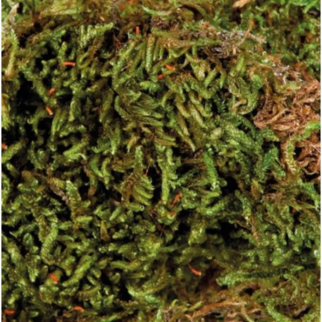 Trixie Terrarium Moss | Erdei moha - 200 g