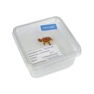 BlueBug | 3D mágnes dobozban | Teknős