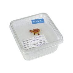 BlueBug | 3D mágnes dobozban | Teknős