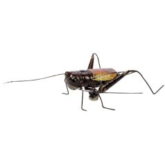 BlueBug | 3D mágnes dobozban | Tücsök