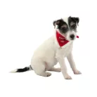 Trixie | Xmas Collar with Neckerchief Necki | Sálas nyakörv (Xmas,piros) M-L - 45-55 cm/25 mm