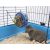 SAVIC | Bunny Toy Hay and Snack Feeder - széna és snack etető nyulak részére (kék színben) - Ø20cm