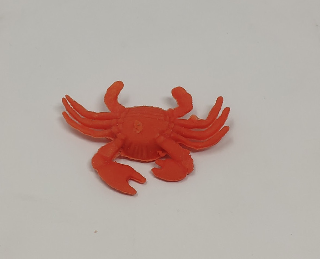 Vízben megnövő állat - remete rák - ZooNet