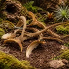 Természetes szárított Aloe Vera ágak | Egzotikus terráriumi dekoráció - 1 db