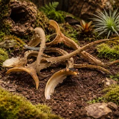   Természetes szárított Aloe Vera ágak | Egzotikus terráriumi dekoráció - 1 db