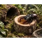 The Pet Factory Beetle Bar Single | Természetes fa etetőtuskó bogárzseléhez – 5 cm