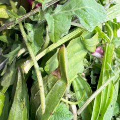 Takarmánynövény MIX| Növényevő állatoknak – 100 g