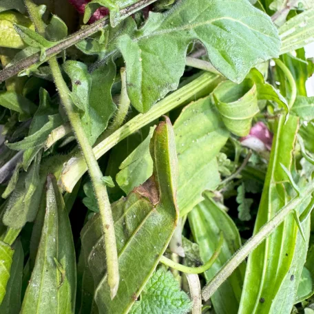 Takarmánynövény MIX| Növényevő állatoknak – 100 g