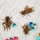 Barna tücsök | 4-es méret (1,2-2 cm) | Közepes