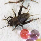 Banán tücsök | 4-es méret (1,5-2 cm) | Közepes