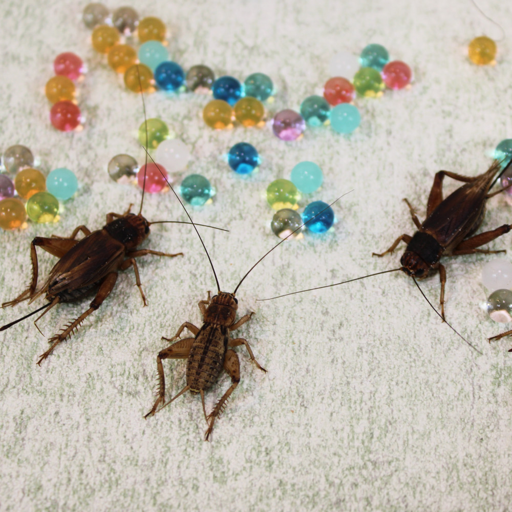 Banán tücsök | 5-ös méret (2-3 cm) | Nagy - ZooNet