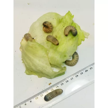 Rózsabogárlárva (Pachnoda marginata)  -5db