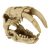 RepStyle Saber Tooth Tiger Skull | Kardfogú tigris