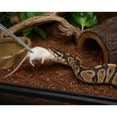 Fagyasztott egér | 5-ös méret (Weaned) | 9–13 g