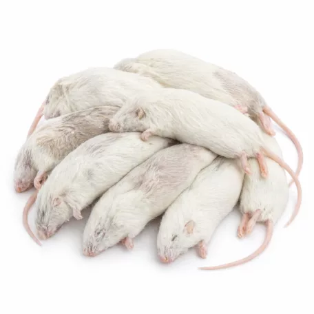 Fagyasztott egér | 6-os méret (Medium / Subadult) | 14–19 g