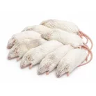 Fagyasztott egér | 7-es méret (Large Adult) | 20–27 g