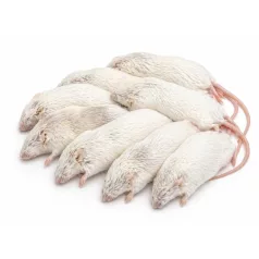 Fagyasztott egér | 7-es méret (Large Adult) | 20–27 g